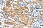 GMPPB antibody - C-terminal region